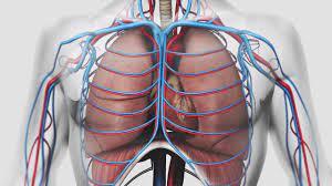 Tout cela se trouve au coeur de ce . que fait du canada ce qu'il est et ce qu'il doit être: Au Coeur Des Organes La Respiration Youtube