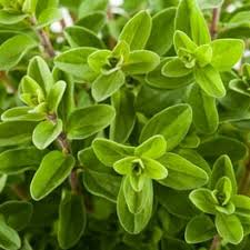 Image result for Hunteria umbellata