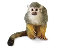 Like other primates, they vary greatly in size, color and behavior. Primates Quiz Quiz About Primates Dk Find Out