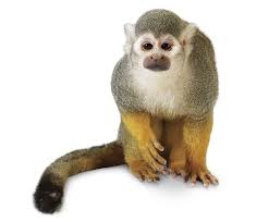 Built by trivia lovers for trivia lovers, this free online trivia game will test your ability to separate fact from fiction. Primates Quiz Quiz About Primates Dk Find Out