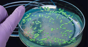 Image result for pGLO Plasmid lab