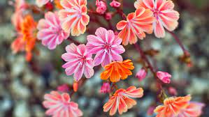 Check spelling or type a new query. A Baker S Dozen Of Excellent Drought Tolerant Plants Sunset Sunset Magazine