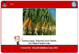Critical thinking and creativity) 11. Tanaman Jagung Syarat Tumbuh Ciri Teknik Analisis Usaha