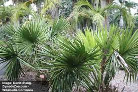 Thriving in zones 10b and 11, the popular florida palm will only grow in the southern areas of the state. Types Of Palm Trees In Florida With Pictures And Names