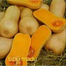 Artinya labu ini mengandung banyak manfaat. Paket Benih Biji 2 Jenis Labu Madu Dan Labu Kabocha Shopee Indonesia