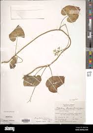 Image result for Telosma africana