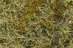 Common lime branntkalk calcinated lime branntkalk caustic lime. Branntkalk Definition Und Anwendung Als Dunger Im Garten