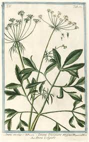 Ammi Majus Flower Name Best Flower Wallpaper