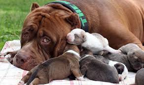 Hulk pit bull is still alive, but another dog, ace, was killed by two dark dynasty pit bulls after a dog fight broke out on site. World S Biggest Pitbull S Puppy Love For Dogs Worth Over 300 000 World News Express Co Uk