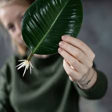 Bird Of Paradise Water Propagation Rubber Plant Propagation Repost From Lisamariatrauer Using Repostregramapp Look At This Shiny Rubber Propagating Plants Rubber Plant Rubber Tree Plant