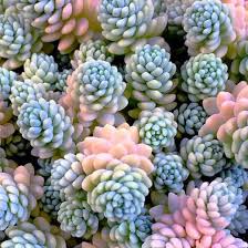 Check out our dasyphyllum major selection for the very best in unique or custom, handmade pieces from our craft supplies & tools shops. Sedum Major Succulent In 2021 Succulents Plants Sedum