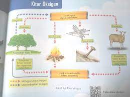 Kulat mengurai hidupan mati, tajuk ekosistem bestttttt, kitar karbon melibatkan penguraian, respirasi, dan fotosintesis, fotosintesis menghasilkan gas oksigen, respirasi mengeluarkan gas karbon dioksida, kulat boleh mengurai hidupan mati, kilang membebaskan gas karbon dioksida. Bab 7 Tingkatan 1 Udara Pdf Txt