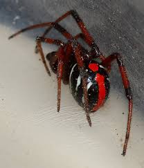 Black And White Spider Texas Poisonous Image Detail For Michigan Spiders Northern Black Widow Spider 2 Spider Black Widow Spider Wolf Spider