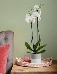 Check spelling or type a new query. Mother S Day Flowers And Plants M S