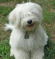Shaggy Dog Haha Hunde At Least