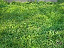 How to till a garden? How To Till A New Vegetable Garden Veggie Gardener Forum