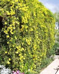 Image result for Dolichandra unguis-cati