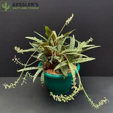 Image result for Ledebouria Unidentified sp. no2.