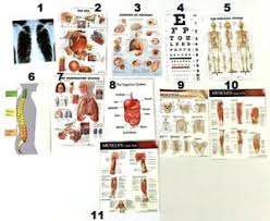 Details About Dollhouse Miniature Medical Charts Wall Sized Gorgeous Detail 1 12 Or 1 6