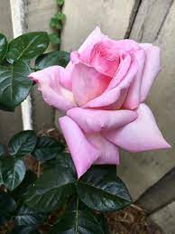 Pin By My Anh On 1 A File General Pretty Flowers Beautiful Roses Flower Photos
