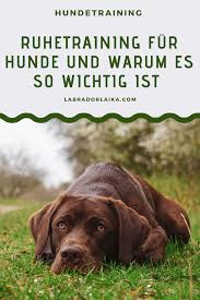 Ruhetraining Fur Hunde Hundetraining Hundealltag In 2020 Hundchen Training Hundetraining Hunde Verstehen