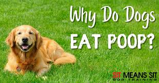 Understanding Why Dogs Eat Poop: Causes & Solutions | SMS