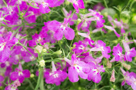 International flora offre diversi metodi di. Immagini Stock Fiori Viola Di Lobelia Zaffiro Viola O Bordo Lobelia Giardino Lobelia Il Suo Nome Latino E Lobelia Erinus Sapphire Nativo In Sud Africa Malawi E Namibia Sfondo Di Natura