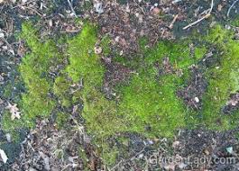 Remodelrepairreplace.com has been visited by 10k+ users in the past month Getting Rid Of Moss In The Lawn And Garden Gardenlady Com