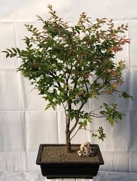 Chinese fringe flower, plum delight cultivar, is a one of the most pleasant flowering plants for bonsai in houston. Flowering Jaboticaba Bonsai Tree Eugenia Cauliflora