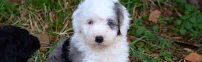 Both parents are family pets. Sheepadoodles Puppies Briarwood Virginia Washington Dc S Premier Sheepadoodles Bernedoodles