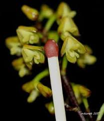 Image result for Polystachya zambesiaca