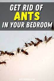 Clean your bedroom and the entire house. Get Rid Of Ants In Your Bedroom Rid Of Ants Get Rid Of Ants Ants