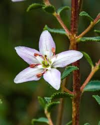 Image result for Buchnera lastii