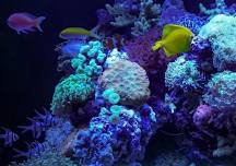 Luminous Depths Workshops