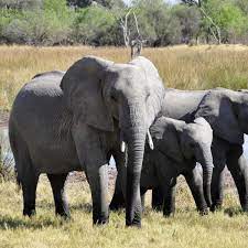 Articole despre cat cantareste un elefant la nasterepage 2. Cat De Mult CantÄƒ Un Elefant