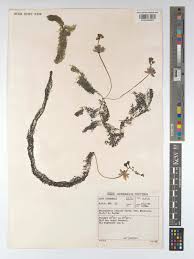 Image result for Utricularia stellaris