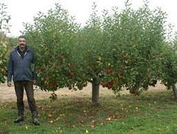 Fruit trees for sale from orange pippin. Bush Trained Fruit Trees For Sale