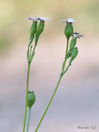 Image result for Silene abyssinica