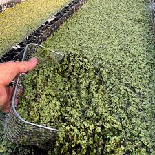 Algae of all varieties is a type of plankton. Benefits And Systems For Growing Duckweed As A Animal Feed And Biofuel