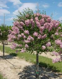 Image result for Syringa meyeri ´Palibin