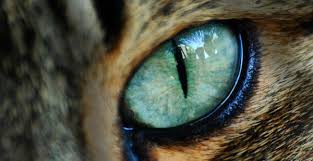 A Whole Series Of Gorgeous Cat Eye Close Ups From Www Felinest Com Eye Close Up Spooky Eyes Evil Cat