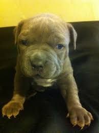 All our blue pitbull puppies are for sale in alabama, al, arkansas, ar, alaska, ak, arizona, az, california, ca, colorado, co, connecticut, ct, delaware, de, district of columbia, dc, florida, fl, georgia, ga, hawaii, hi, idaho, id, illinois, il, indiana, in. Ukc Pitbull Puppies For Sale In Denver Colorado Classified Americanlisted Com