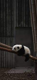 Maybe you would like to learn more about one of these? Best Animal Iphone 12 Hd Wallpapers Ilikewallpaper