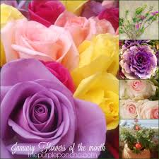 Flower of the month january: January Flowers Of The Month The Purple Poncho