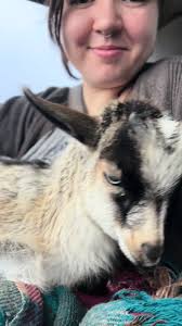 Buying Goats and Sheep