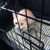 Lian animal clinic (60 m), yap animal clinic (3 km), holy family veterinary clinic (3 km), talha jaya ternak enterprise. Klinik Haiwan Ecovet Consultancy Klang Sentral Pet Service In Klang