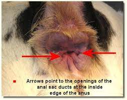 Can Dogs Get Hemorrhoids Petmd