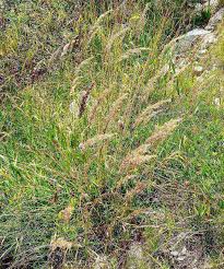 Image result for Landolphia villosa