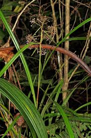 Image result for Hypolytrum