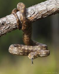 New Wildlife Photography Robert Irwin Wild Animals Photography Animal Photography Wildlife Wildlife Photography